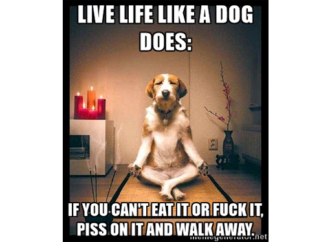 Live Life Like A Dog