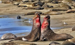 elephant seals fighting