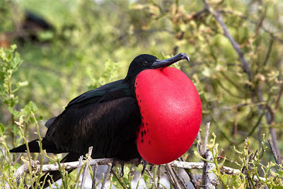 Frigate Bird