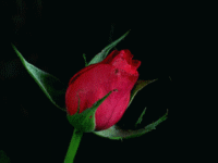 rose bloom