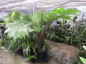 tropical fern greenhouse