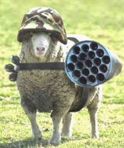 well armed sheep