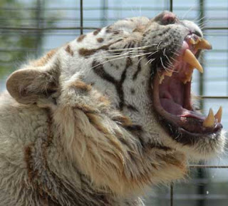 White Tiger Deformed