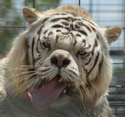 White Tiger Deformed