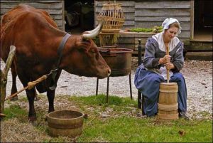 Woman Churning Butter