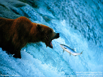 bear salmon