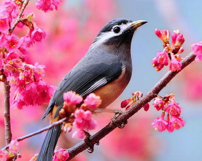 beautiful bird on branch