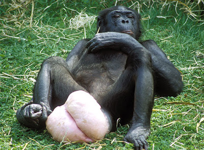 bonobo ful estrus