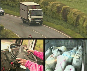 driving sheep