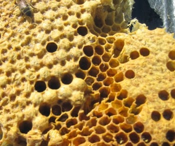 honeycomb