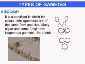 types of gametes