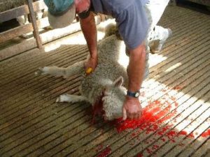 killing sheep