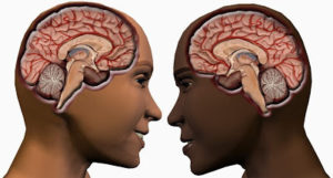 male female brain
