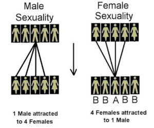 male female sexuality breakdown
