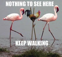 nothing to see here keep walking