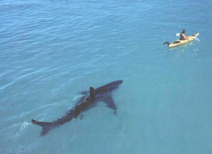 shark kayak
