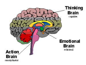 the brain