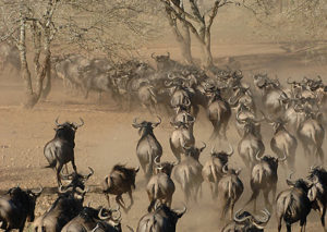 the great migration