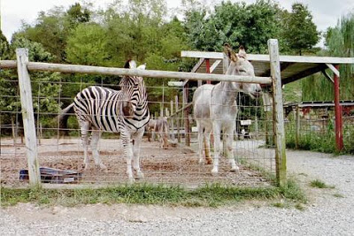 zebra donkey